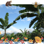 El café orgánico sabe mejor