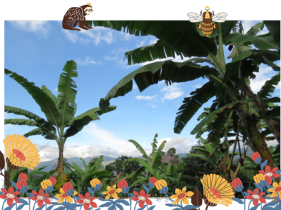 cafe organico cuesta mas